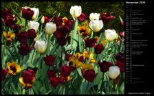 Maroon and Yellow Tulips