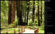 Muir Woods Path I