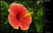 Orange Hibiscus