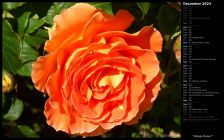 Orange Rose I