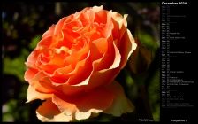 Orange Rose II