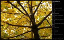 Pair of Yellow Maple Trees