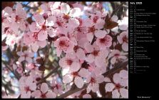 Pink Blossoms