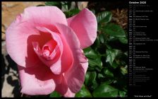 Pink Rose and Bud