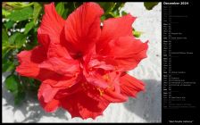 Red Double Hibiscus