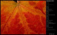 Red Maple Leaf