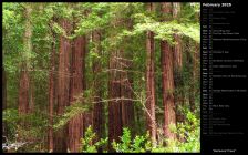 Redwood Trees