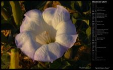 Sacred Datura Flower