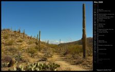 Saguaro's Carillo Trail