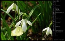 Small White on Snowdrop