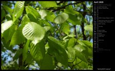 Spring Birch Leaves