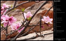 Spring Blossoms on Zion Red Rocks