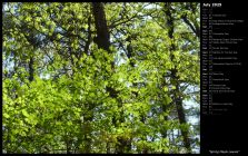 Spring Maple Leaves