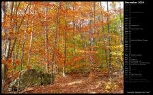 Sunlight Dappled Fall Trail