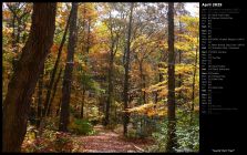 Sunlit Fall Trail