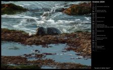 Sunset Lit Harbor Seal I