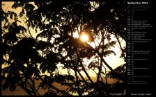 Sunset Through Trees I