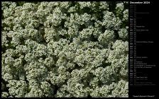 Sweet Alyssum Flowers