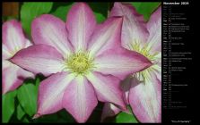 Trio of Clematis