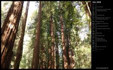 Up to Redwoods II