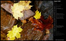 Wet Leaves and Rocks