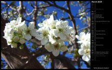 White Blossom Clusters