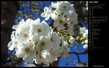 White Blossoms I