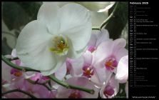 White and Purple Orchids