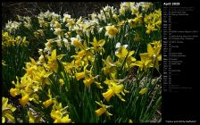 Yellow and White Daffodils