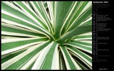 Agave Plant