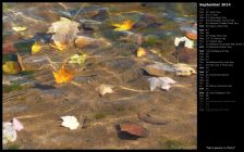 Fall Leaves in Pond