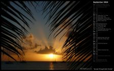 Sunset Through Palm Fronds