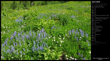 Field of Wildflowers at Mount Rainier