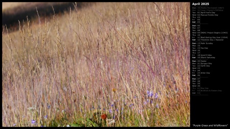 Purple Grass and Wildflowers