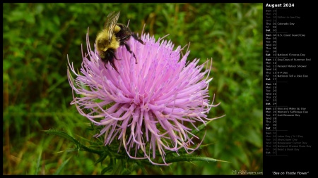 Bee on Thistle Flower
