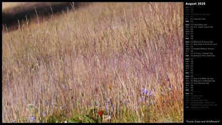 Purple Grass and Wildflowers