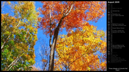 Three Shades of Colorful Fall Maple