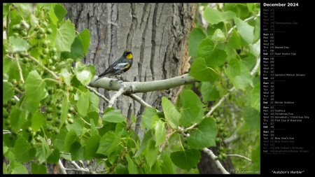 Audubon's Warbler