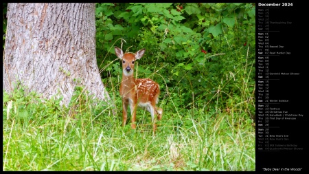 Baby Deer in the Woods