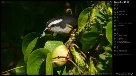 Bananaquit Bird Eating