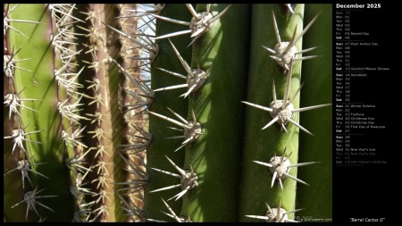 Barrel Cactus II