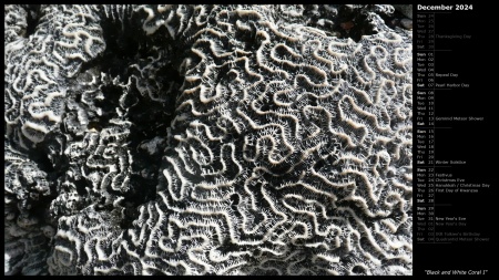 Black and White Coral I