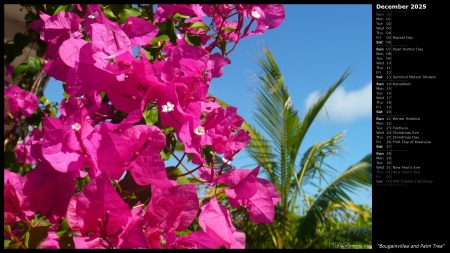 Bougainvillea and Palm Tree