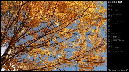 Branches of Maple Leaves II