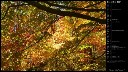 Canopy of Fall Leaves I