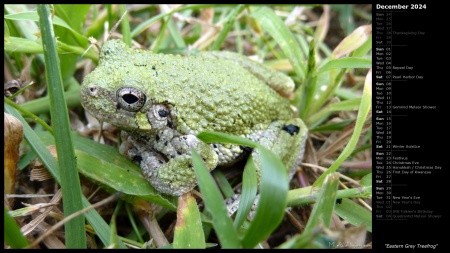 Eastern Grey Treefrog