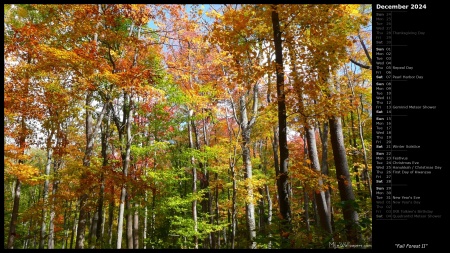 Fall Forest II