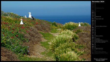 Flowers and Seagulls on Anacapa Island