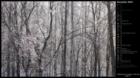 Glistening Icy Forest in Morning Light II