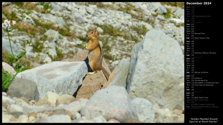 Golden-Mantled Ground Squirrel at Mount Rainier